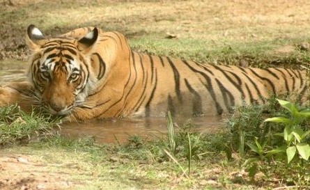 Corbett Holiday Tour with 1 Canter safari